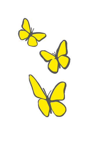 Macondo Colombian Butterflies